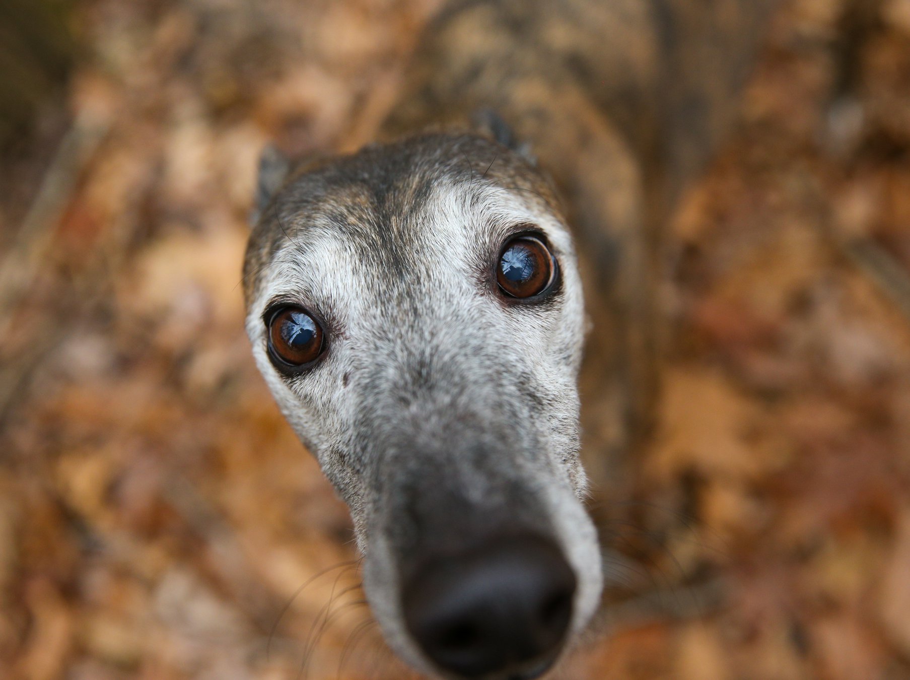 Thousands of greyhounds are about to need homes. These owners say they