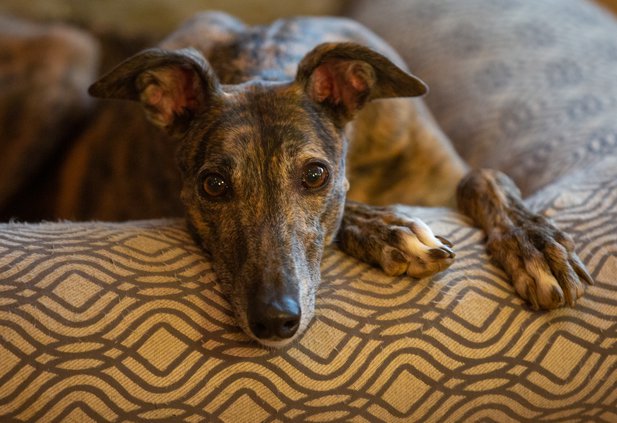 12302018 GREYHOUND 007.JPG
