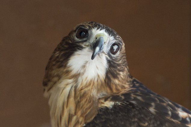 03082018 RAPTOR 01.jpg