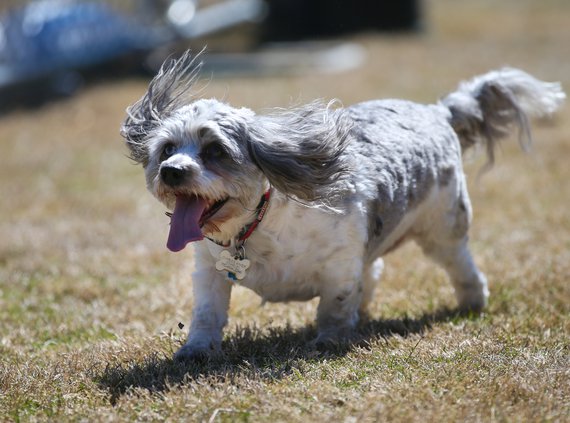 03242019 MUTTS 008.JPG