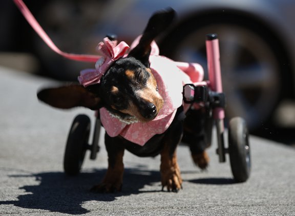 03242019 MUTTS 009.JPG
