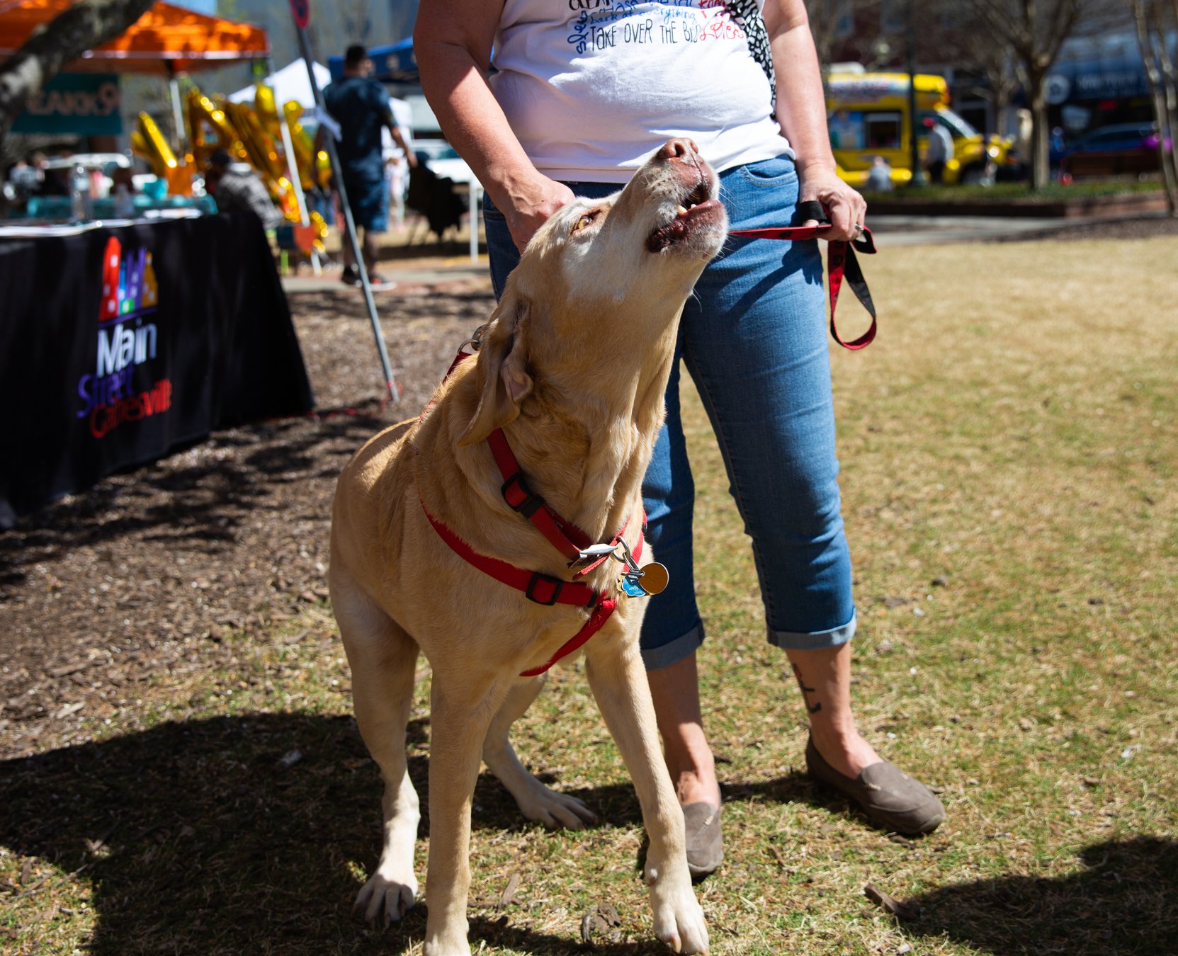 Mutts on Main in 16 photos Gainesville Times