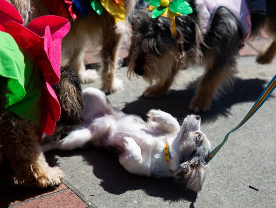 03242019 MUTTS 013.JPG