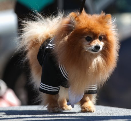 03242019 MUTTS 014.JPG