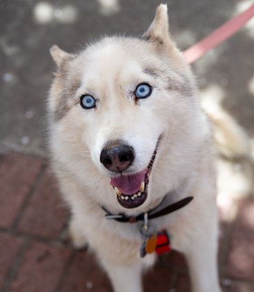 03242019 MUTTS 015.JPG