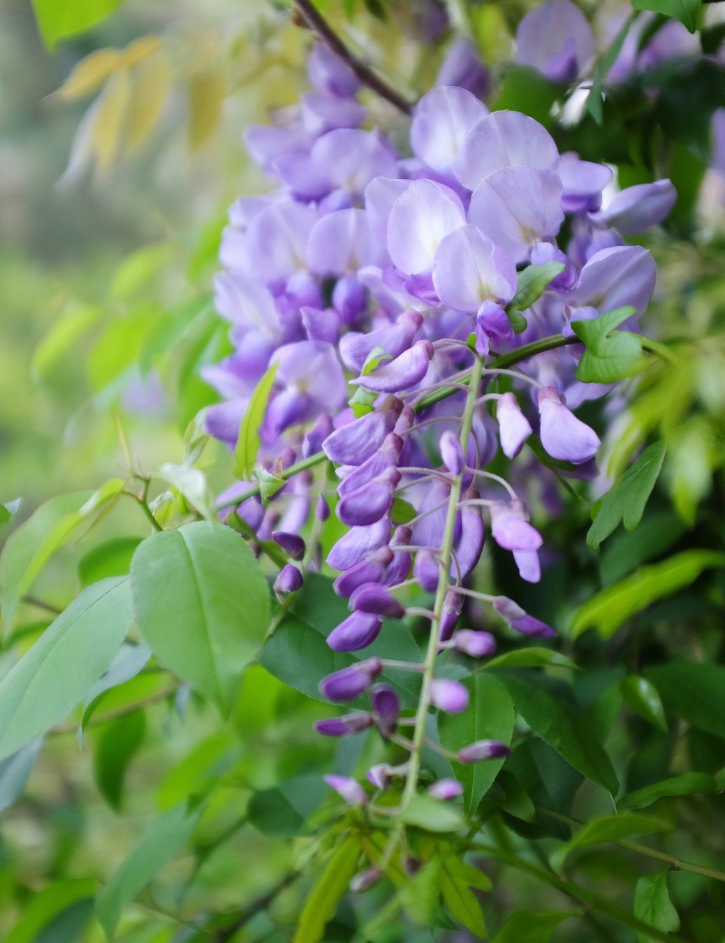 When blooms are bad Wisteria is lovely — and invasive Gainesville Times