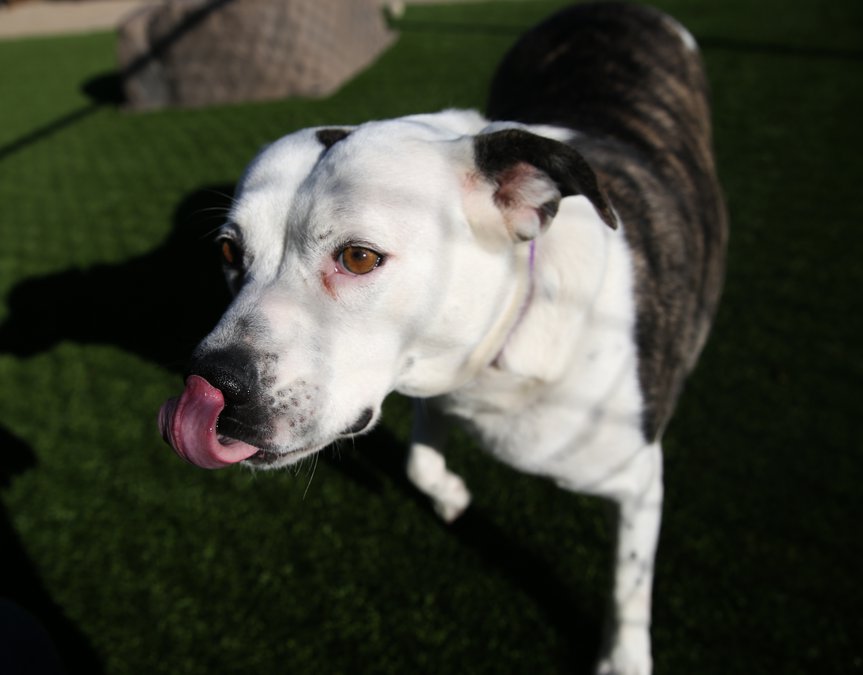 Humane Society S Healthy Pet Clinic Serves Thousands Of Animals In First Year Gainesville Times