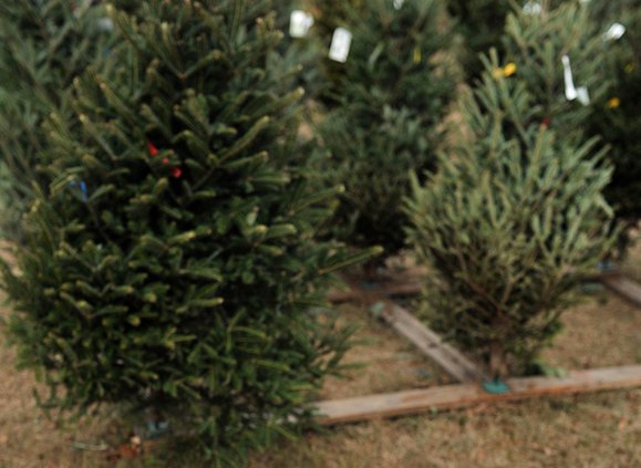 Christmas trees