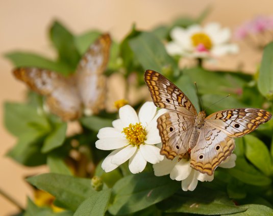 06022019 BUTTERFLY 002.jpg