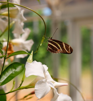 06022019 BUTTERFLY 003.jpg