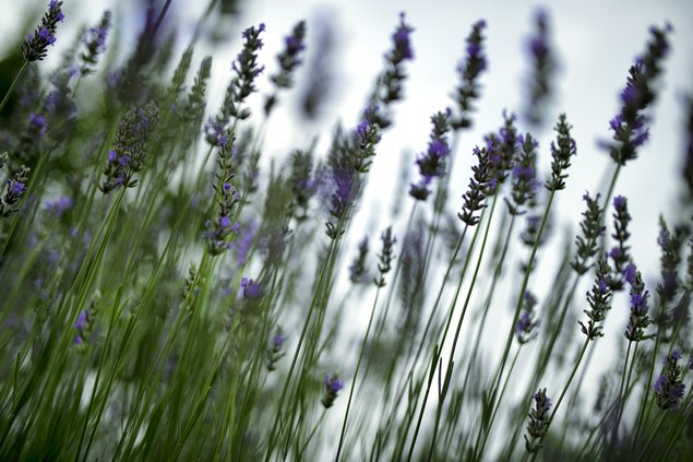 06062019 LAVENDER 3.jpg