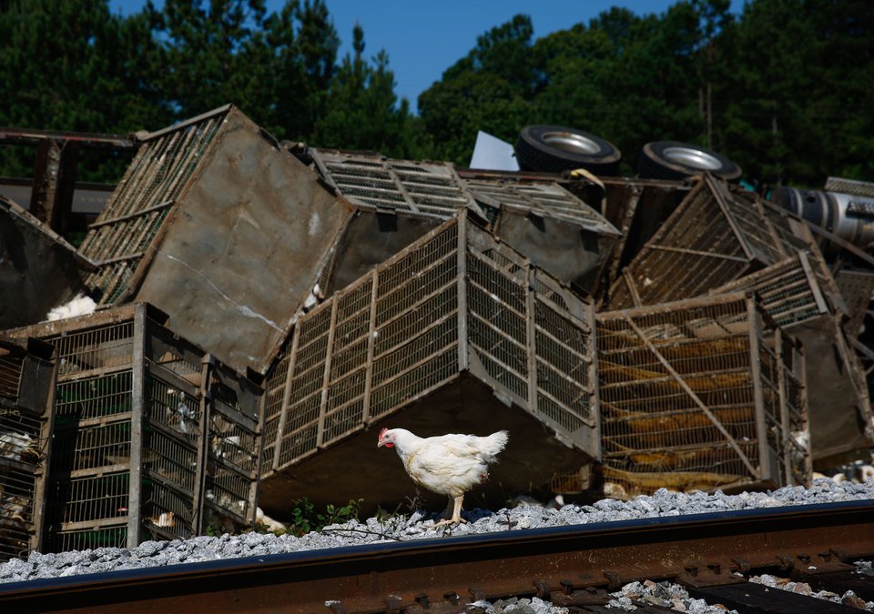Chickens spill near railroad after this South Hall accident
