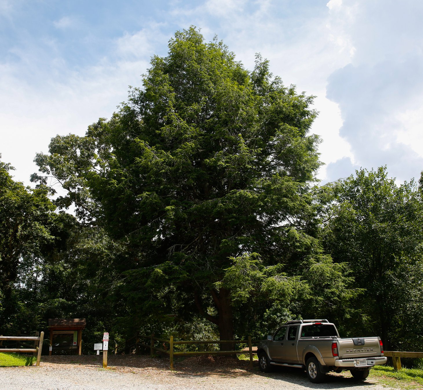 Save Hemlocks wants your help preserving a native tree