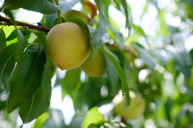 07282019 PEACHES 01.jpg