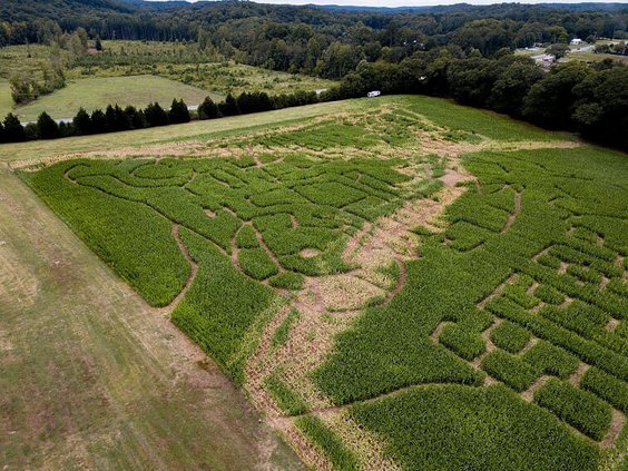 Corn maze vandalism