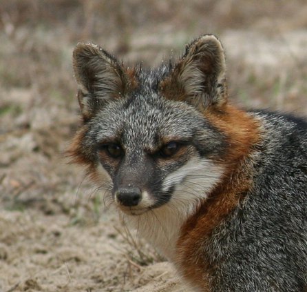 09012019 URBAN_Fox.jpg