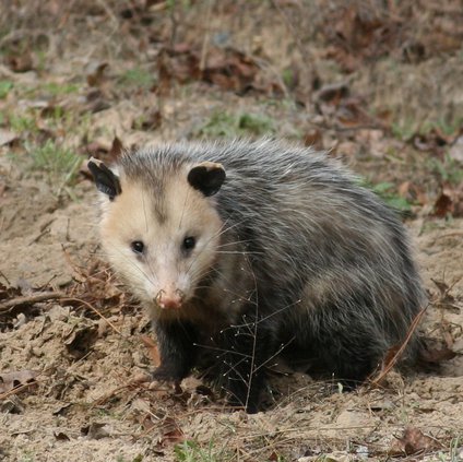 09012019 URBAN_Opossum.jpg