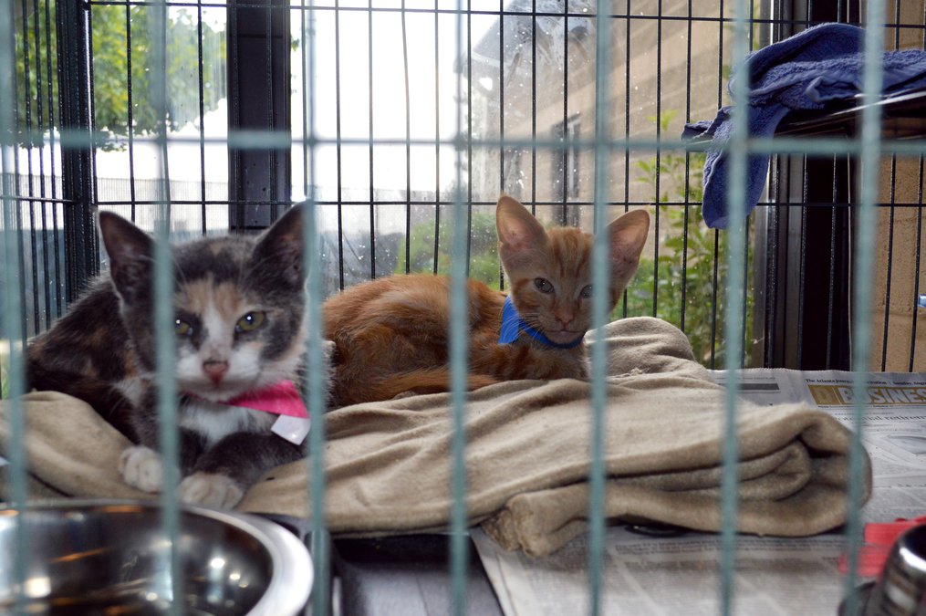 There May Be Fewer Feral Cats Since This Program Launched In The Spring Gainesville Times