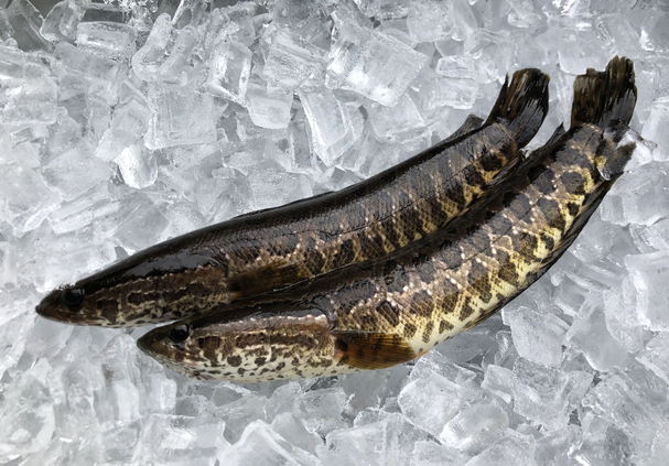 snakehead.png