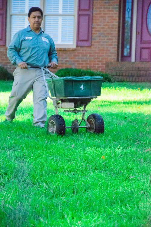 overseed your lawn