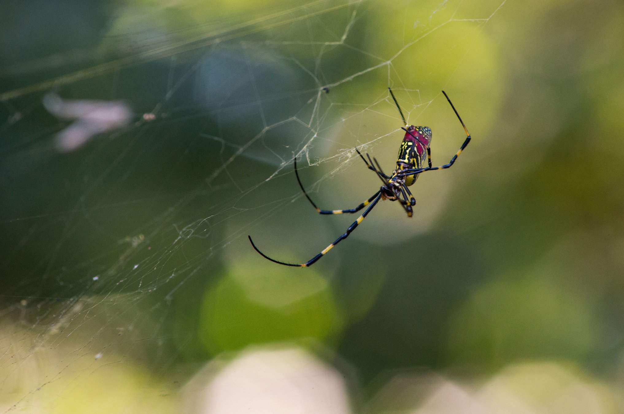 Joro spiders, an invasive species from Japan, are here to stay