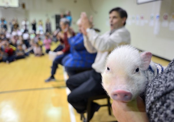 11222019 PIG 3.jpg