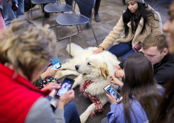 12052019 DOGS 3.jpg