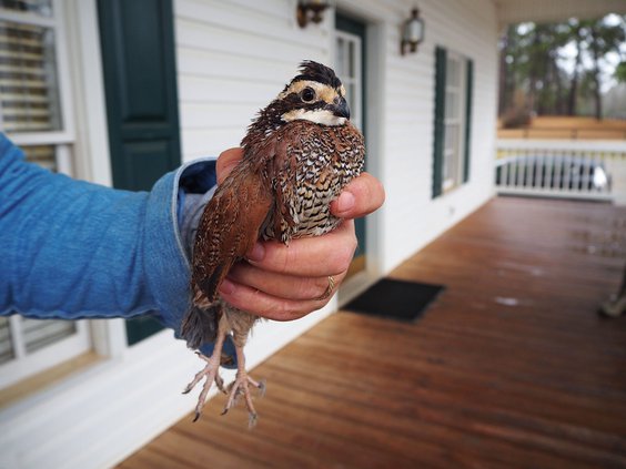12292019 QUAIL 3.jpg