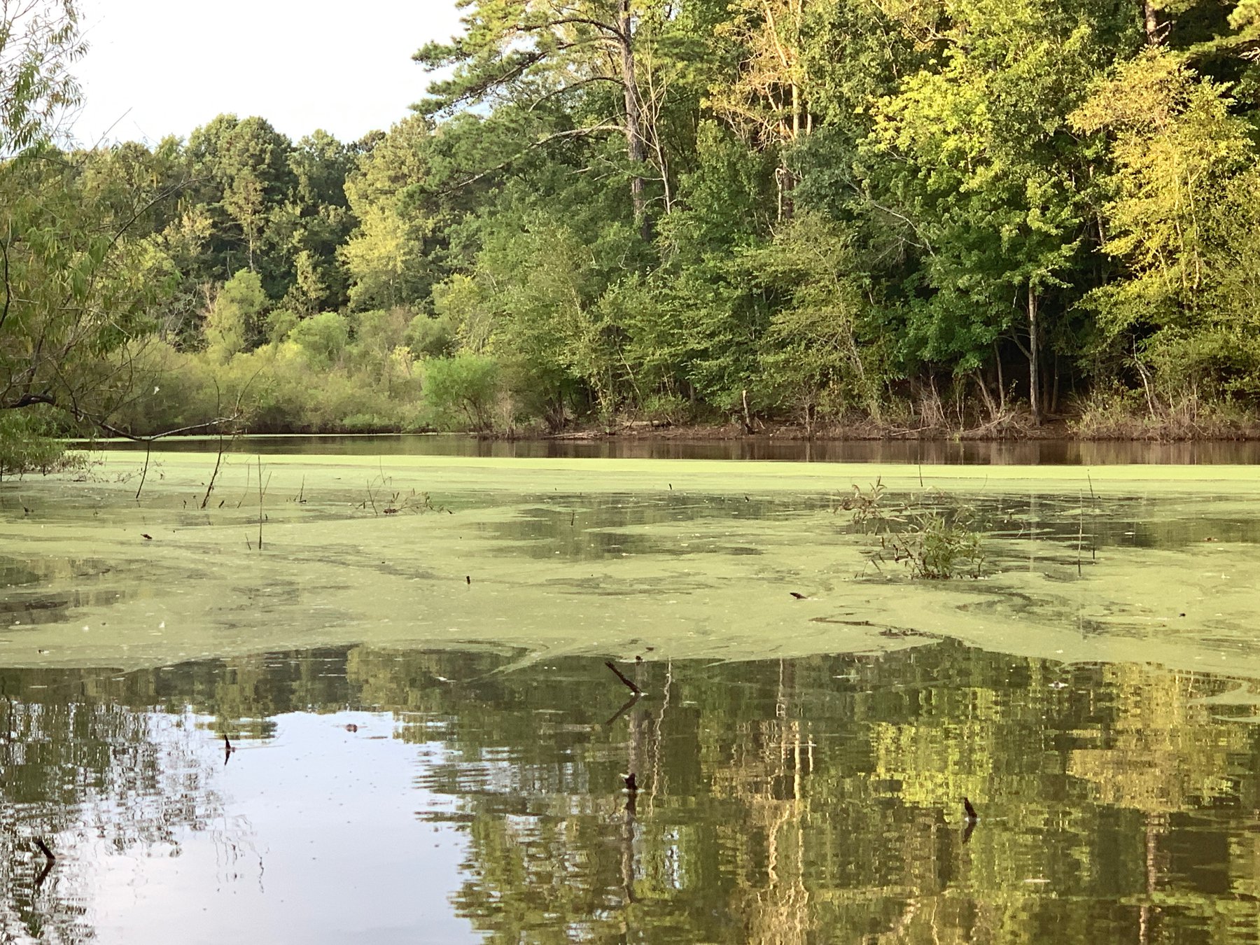 Algae levels in Lanier spiked to 20year high in 2019 Gainesville Times