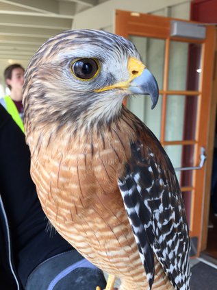 Elachee-Raptor-Fest-3.jpg