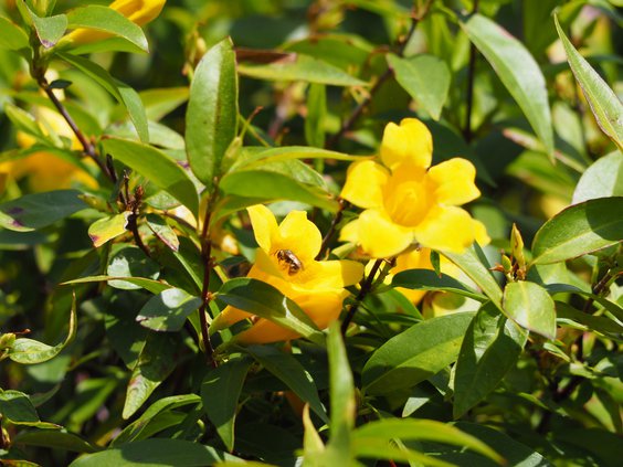 03292020 ALLERGIES.jpg