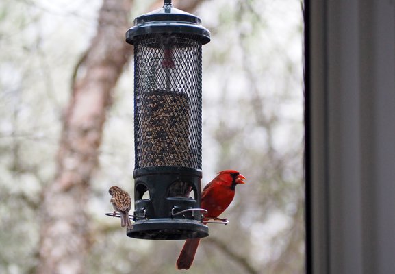 04012020 BIRDING 1.jpg