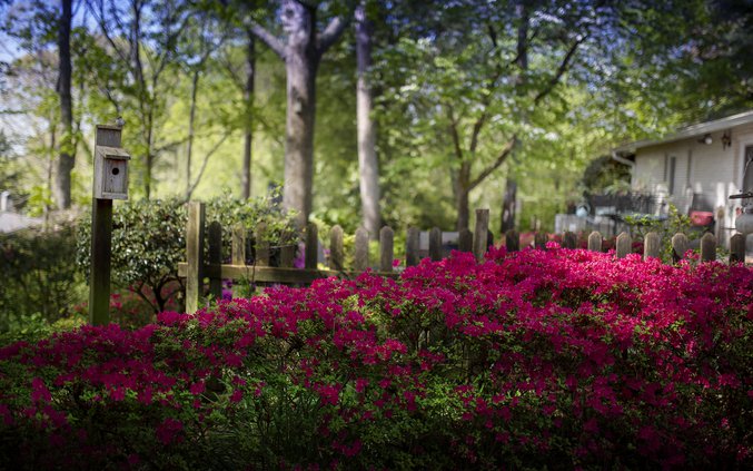 04102020 GARDEN 3.jpg