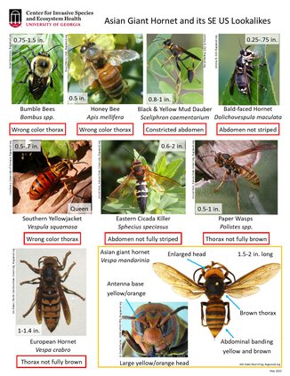 05272020 HORNET 1.jpg