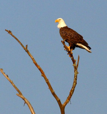 06052020 EAGLES 1.jpg