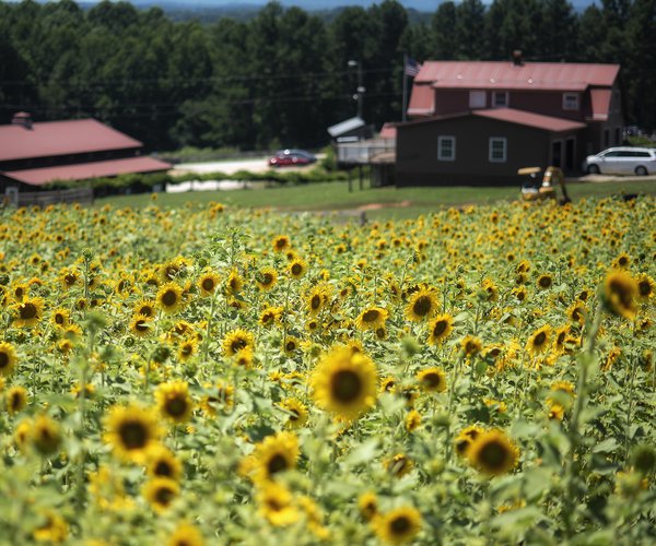 A college girl’s Top 10 guide to hiking in North Gainesville