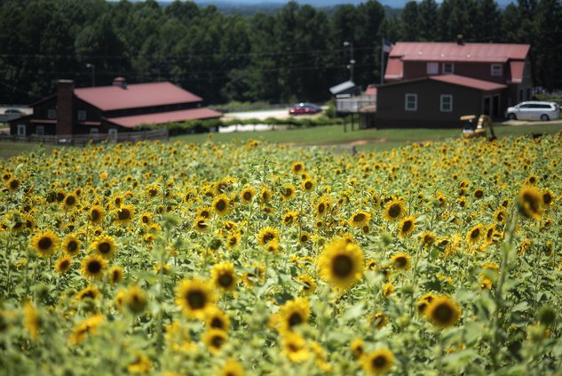 07152020 SUNFLOWERS 2.jpg