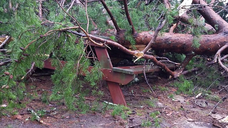 Tree down 1