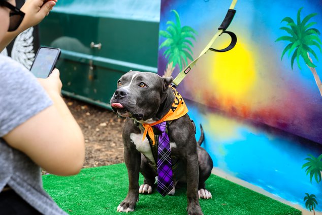 09222020POOCHES 1.jpg