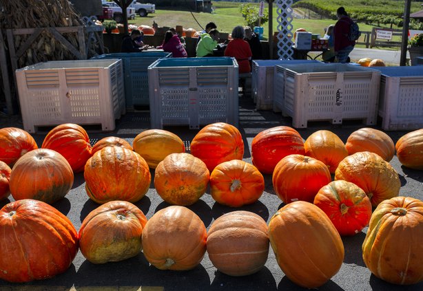 10072020 PUMPKIN 2.jpg