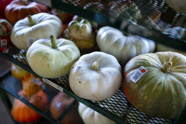 10072020 PUMPKIN 4.jpg