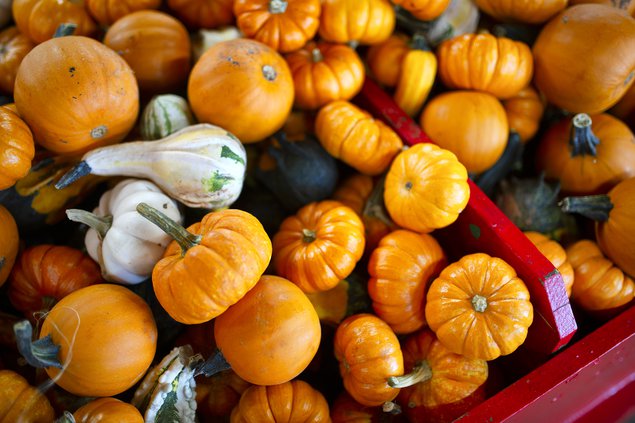 10072020 PUMPKIN 5.jpg