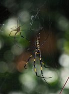 10082020 SPIDER.jpg