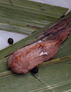 10202020 CATERPILLAR.jpg