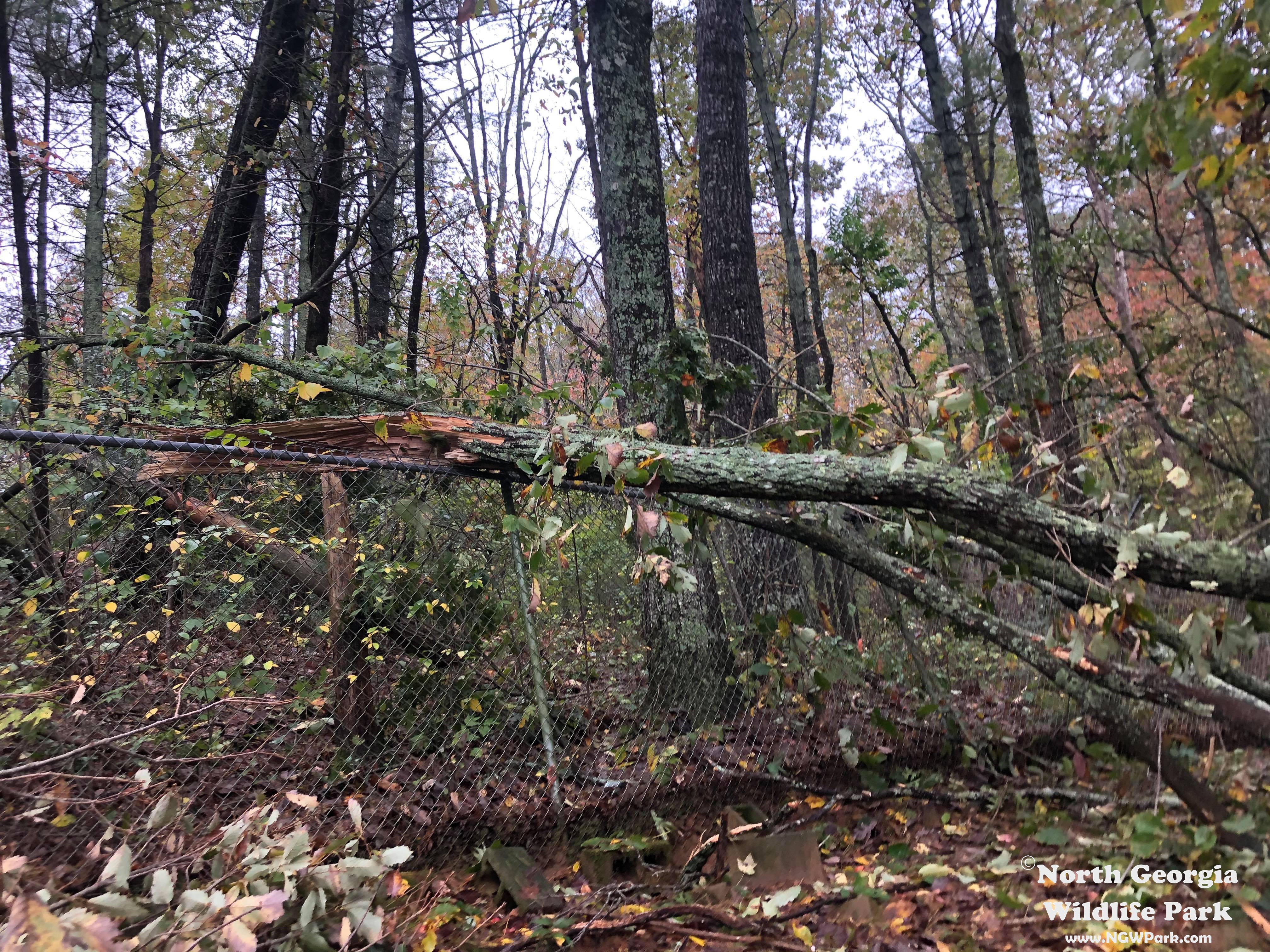 N. Ga Wildlife 1.jpg