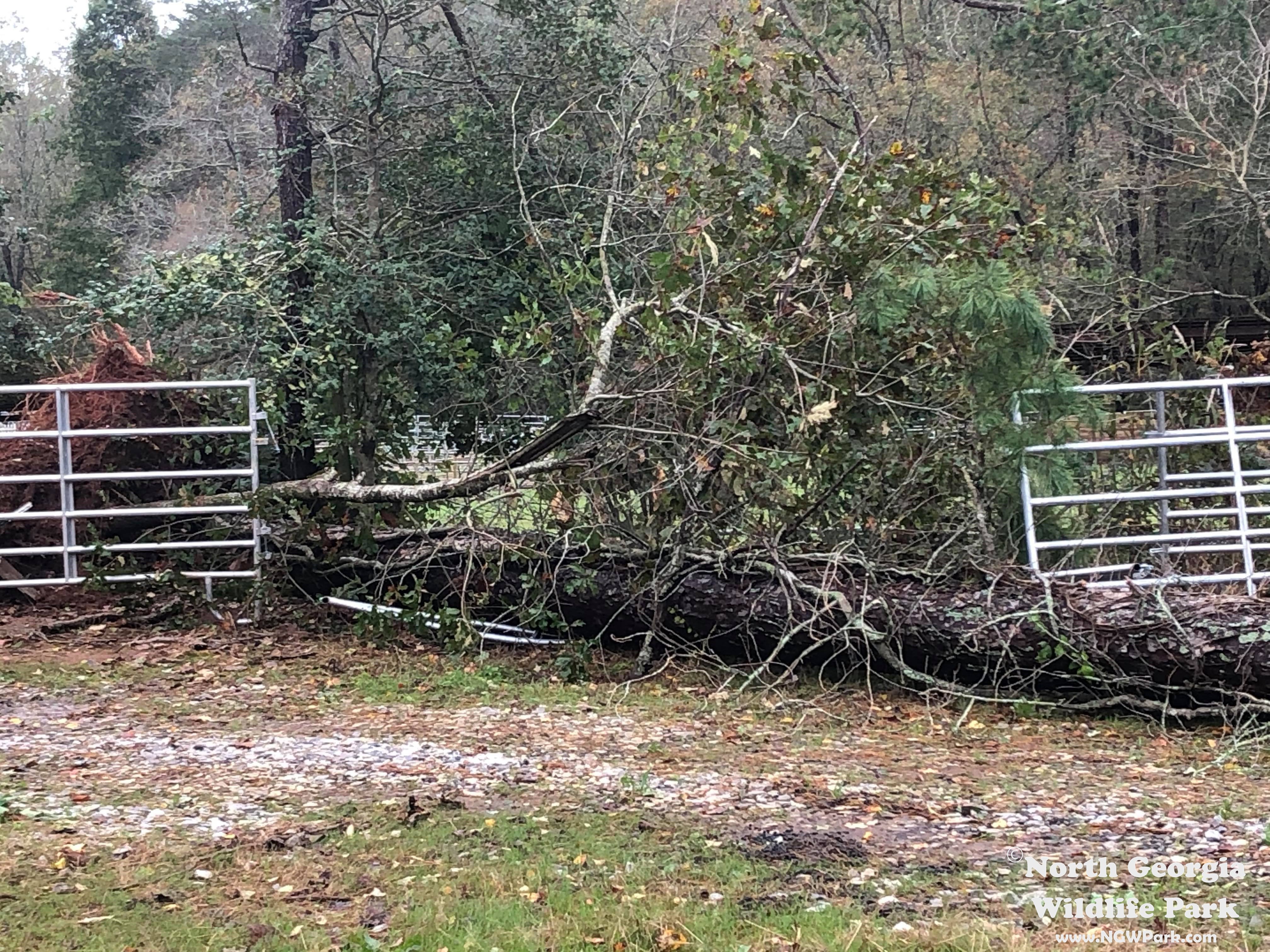 N. Ga Wildlife 3.jpg