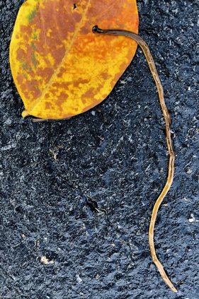 11192020 WORMS 2.jpg