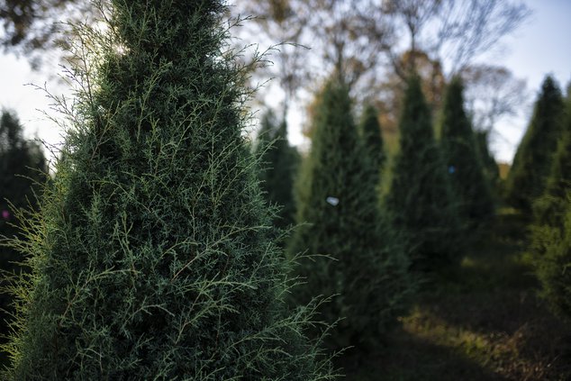 11272020 TREES 12.jpg