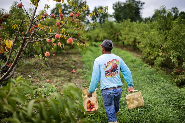 07262018 PEACHES 2.jpg