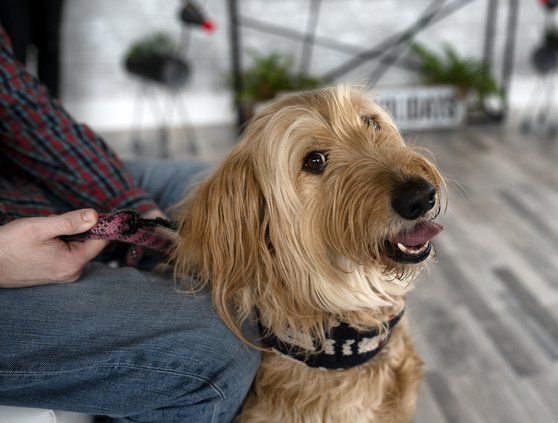 01092021 DOGS 6.jpg